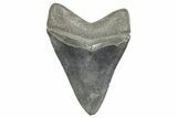 Fossil Megalodon Tooth - South Carolina #365762-1